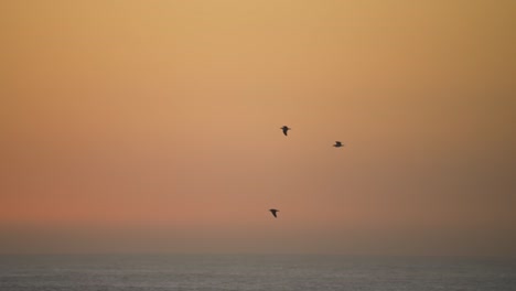 slow motion shot of birds flying over the ocean with a beautiful orange sky during sunrise or sunset