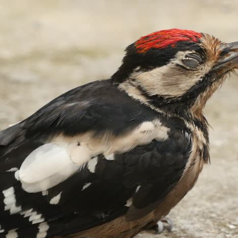 great spotted woodpecker sitting