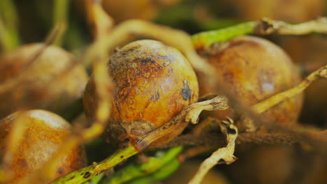 still macro shot of coyol palms fruit, shallow depth of field, blurred background