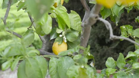 Acercándonos-A-Un-Jugoso-Limón-Maduro-De-Color-Amarillo-Brillante-Colgado-En-Un-árbol-Verde,-Luciendo-Delicioso,-Listo-Para-Ser-Recogido