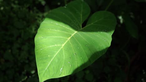 Wassertropfen-Auf-Den-Grünen-Blättern-Der-Elefantenohrpflanze-Oder-Taroblättern-Im-Tropischen-Wald