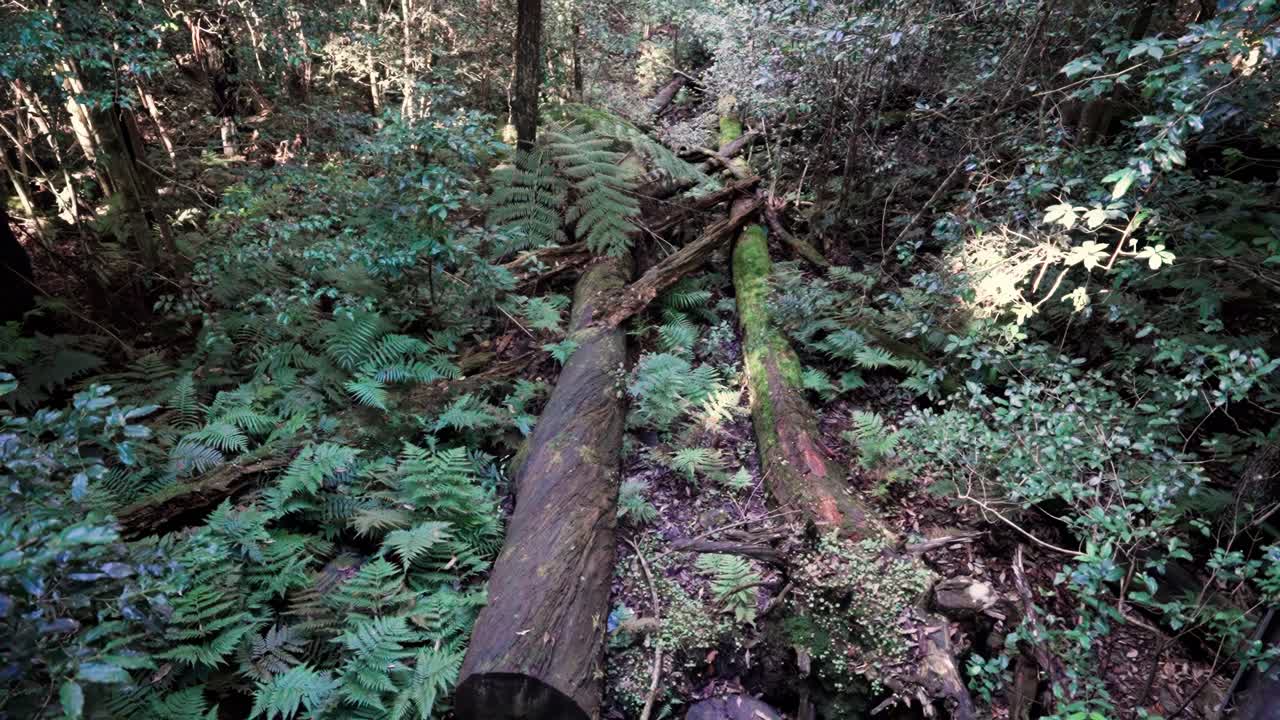 Fallen Trees Over Blue Mountains National Park, New South Wales, Australia. Tilt-up Shot