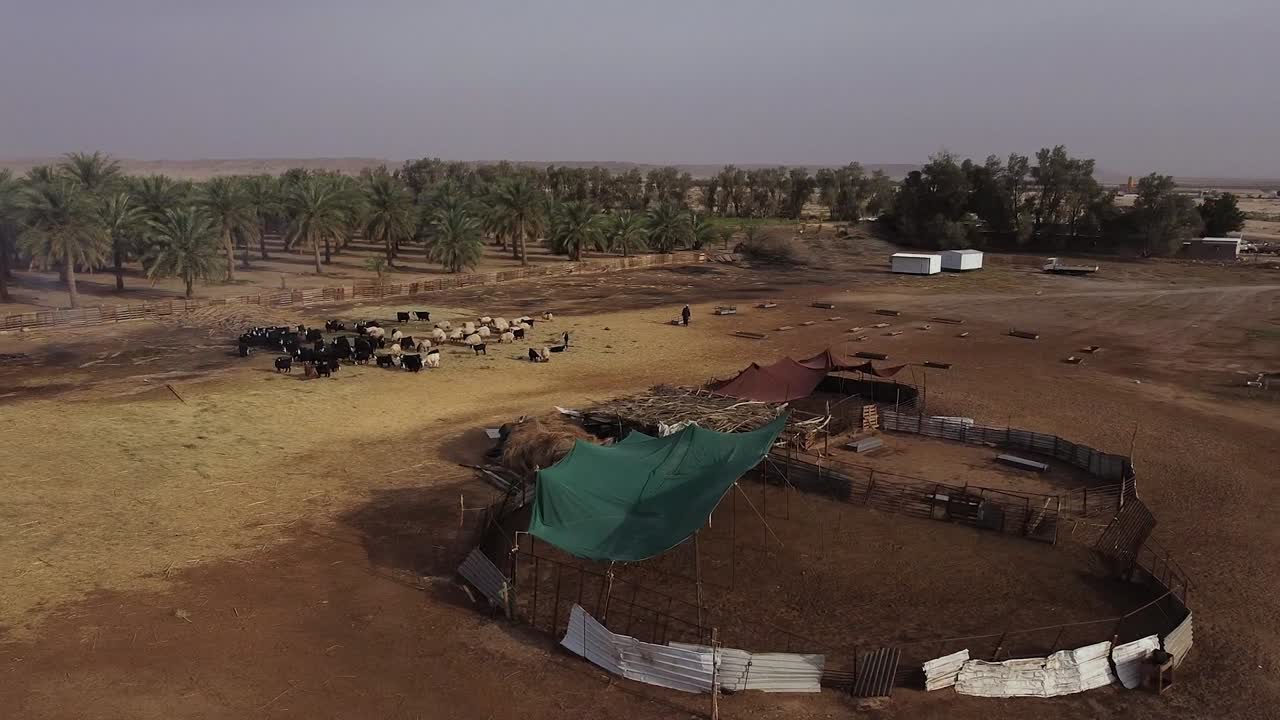 Gregge di pecore in un villaggio agricolo nel deserto in Arabia Saudita, vista aerea con drone