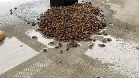 a pan up to reveal a tragic death of a swarm in a sudden cold storm