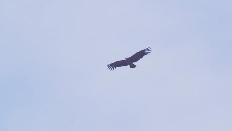 Andean-Condor-Flying-Overhead-with-the-background-of-sky-and-wings-stretched-out-fully