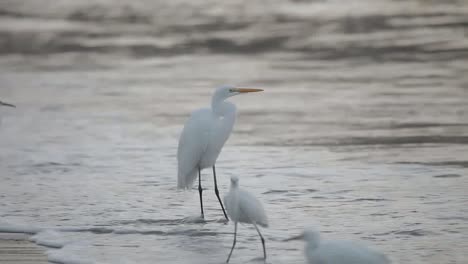 storks 00
