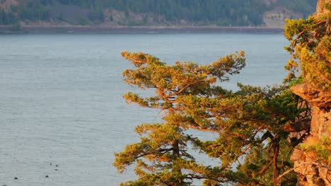 Green-Tress-At-The-Lakeshore-Swaying-At-The-Gentle-Breeze