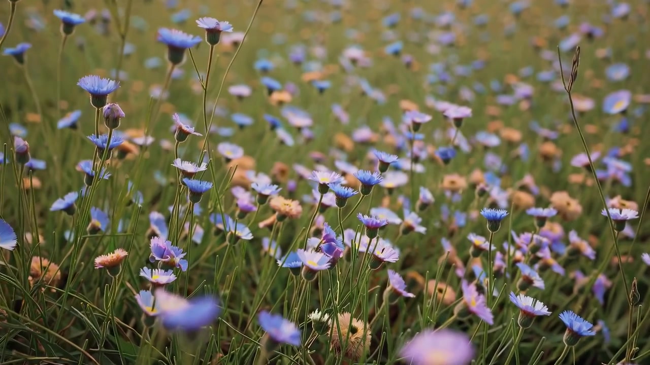 Campo di piccoli fiori selvatici blu che ondeggiano nella brezza