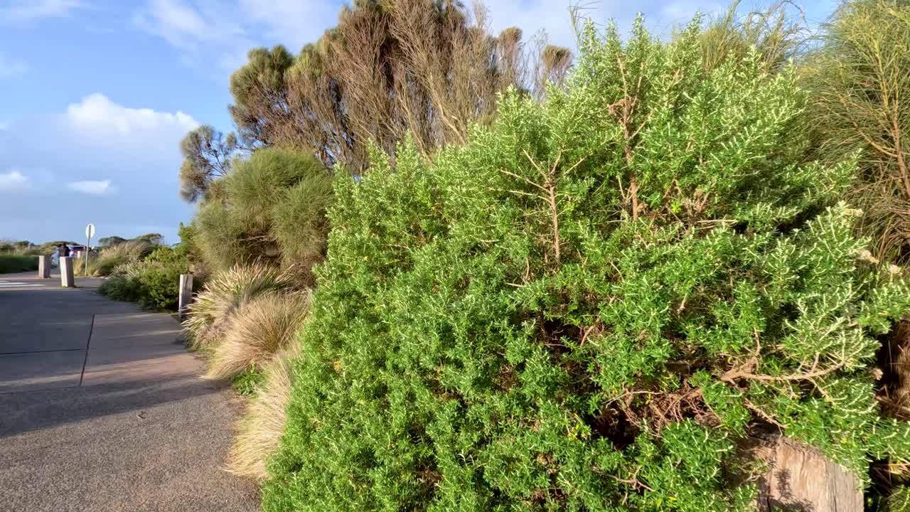 울창한 초록색과 해안 식물로 둘러싸인 조용한 길, 밝은 낮빛 아래, 자연의 평온의 본질을 포착합니다.