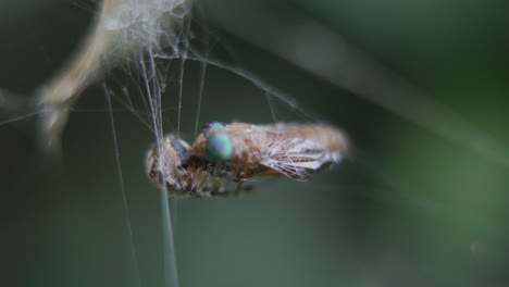 primer plano de una araña metepeira alimentándose de un dipterano atrapado en su red