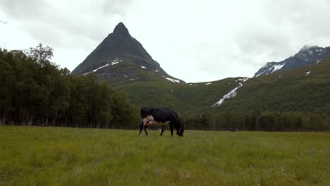 View-of-a-cow-standing-and-eating-grass-in-the-middle-of-a-field,-surrounded-by-snowy-mountains-and-forest