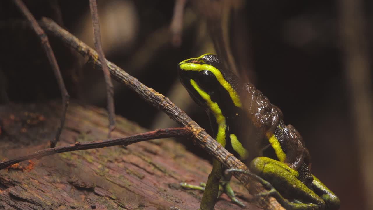 Peruvian poison-arrow frog sits calmly on a wooden log, its tadpoles riding piggyback as it jumps on Peru’s jungle floor.