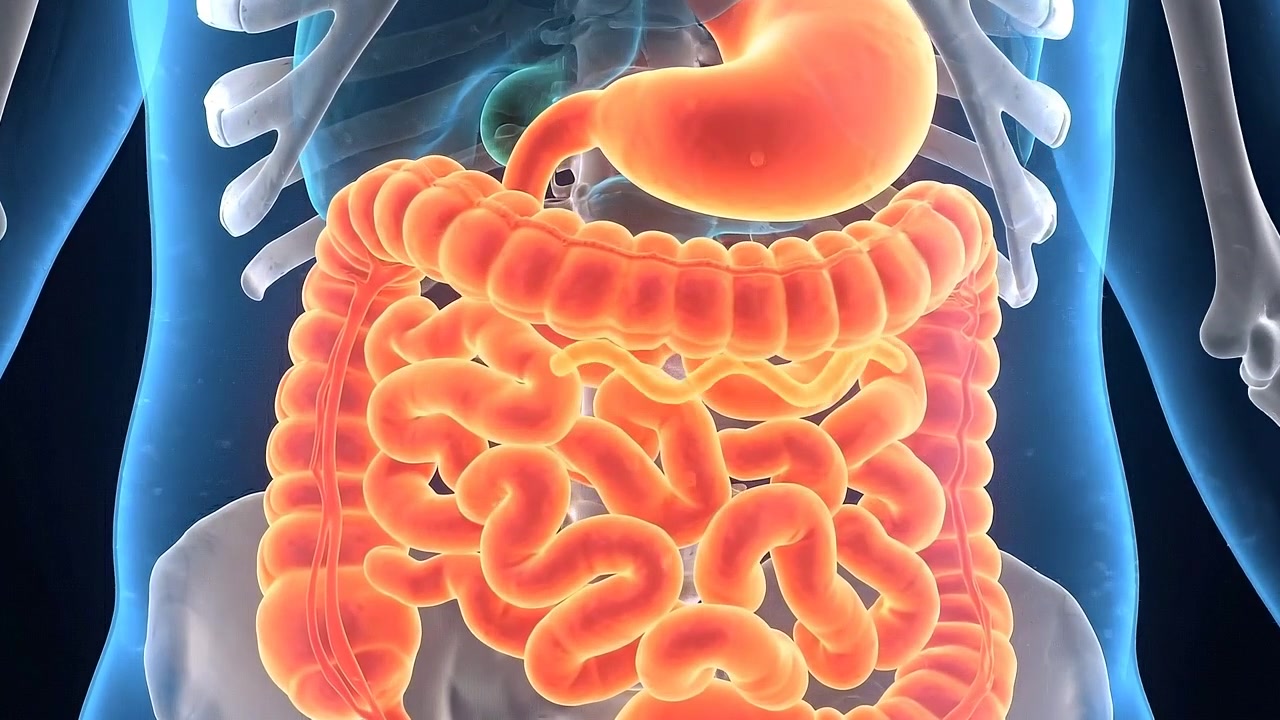 Animazione medica 3D dell'anatomia del sistema digestivo umano