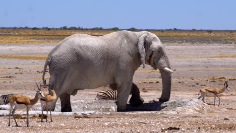 elephants surrounded by zebras and gazelles in etosha national park