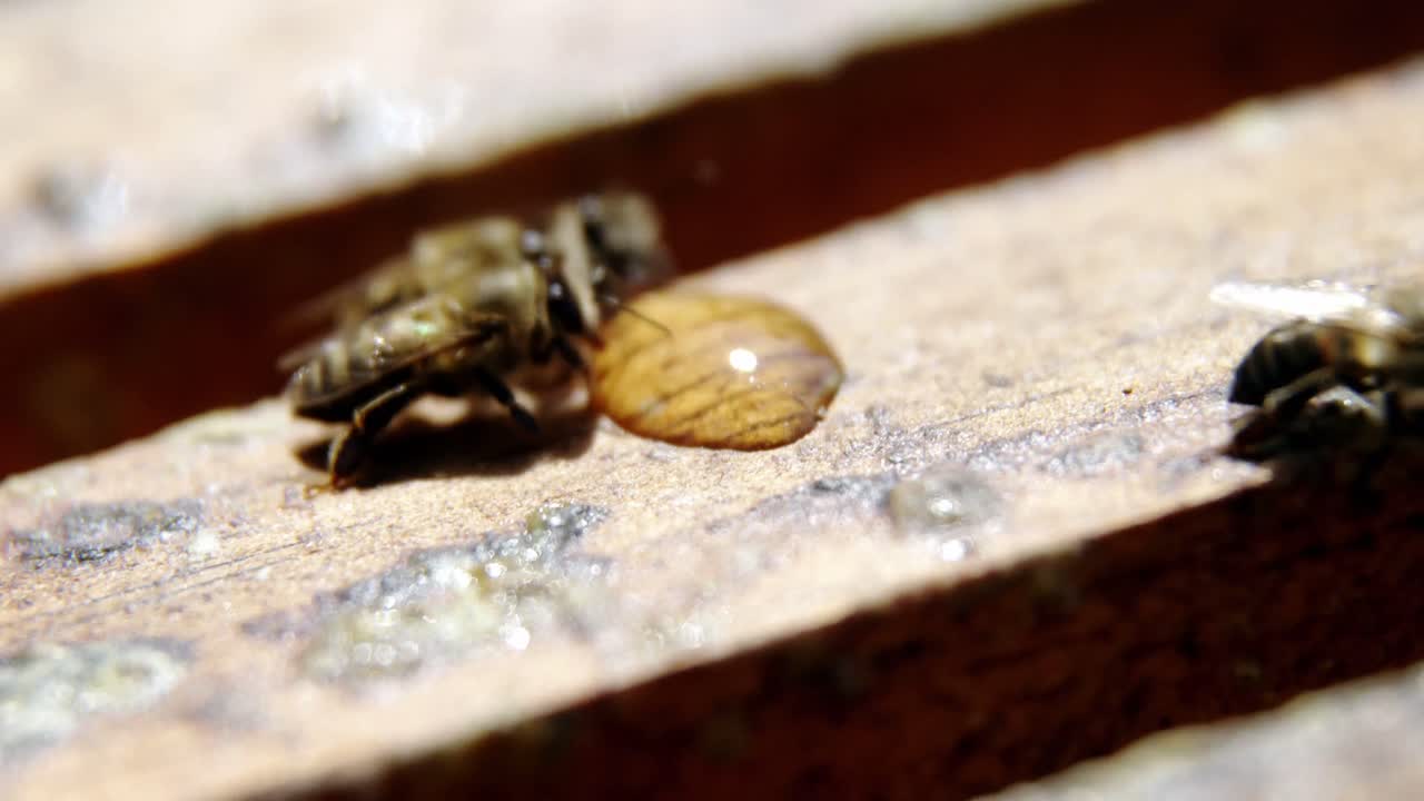 ⁇ 을 먹는  ⁇ 벌의 클로즈업