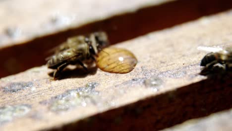 primer plano de las abejas melíferas alimentándose de miel