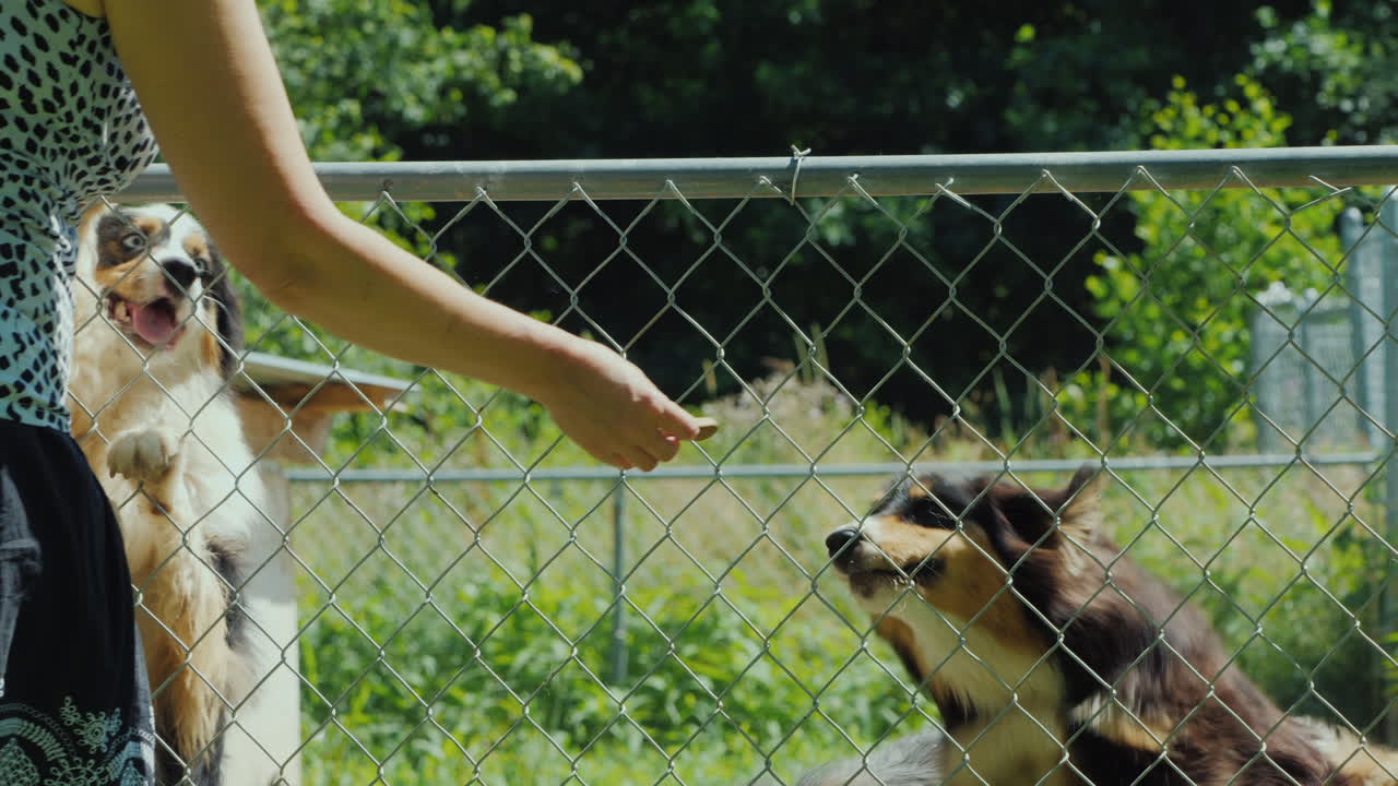 호주 셰퍼드 개에게 맛있는 음식을 먹이는 여성
