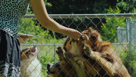 a woman feeds her australian shepherd dogs delicious pieces of food