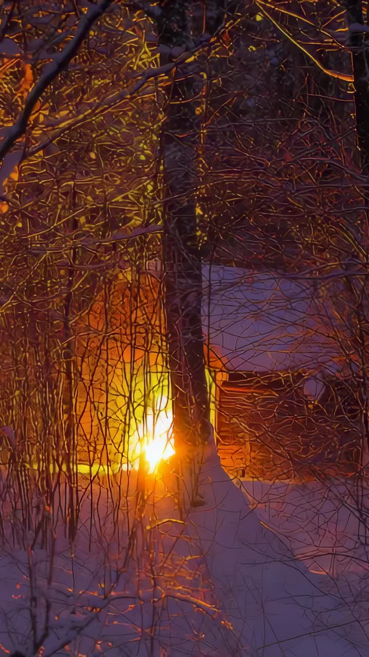 Vertical video: Rising low sun backlighting tree trunk at snowy woods, warming twigs and cabin wall
