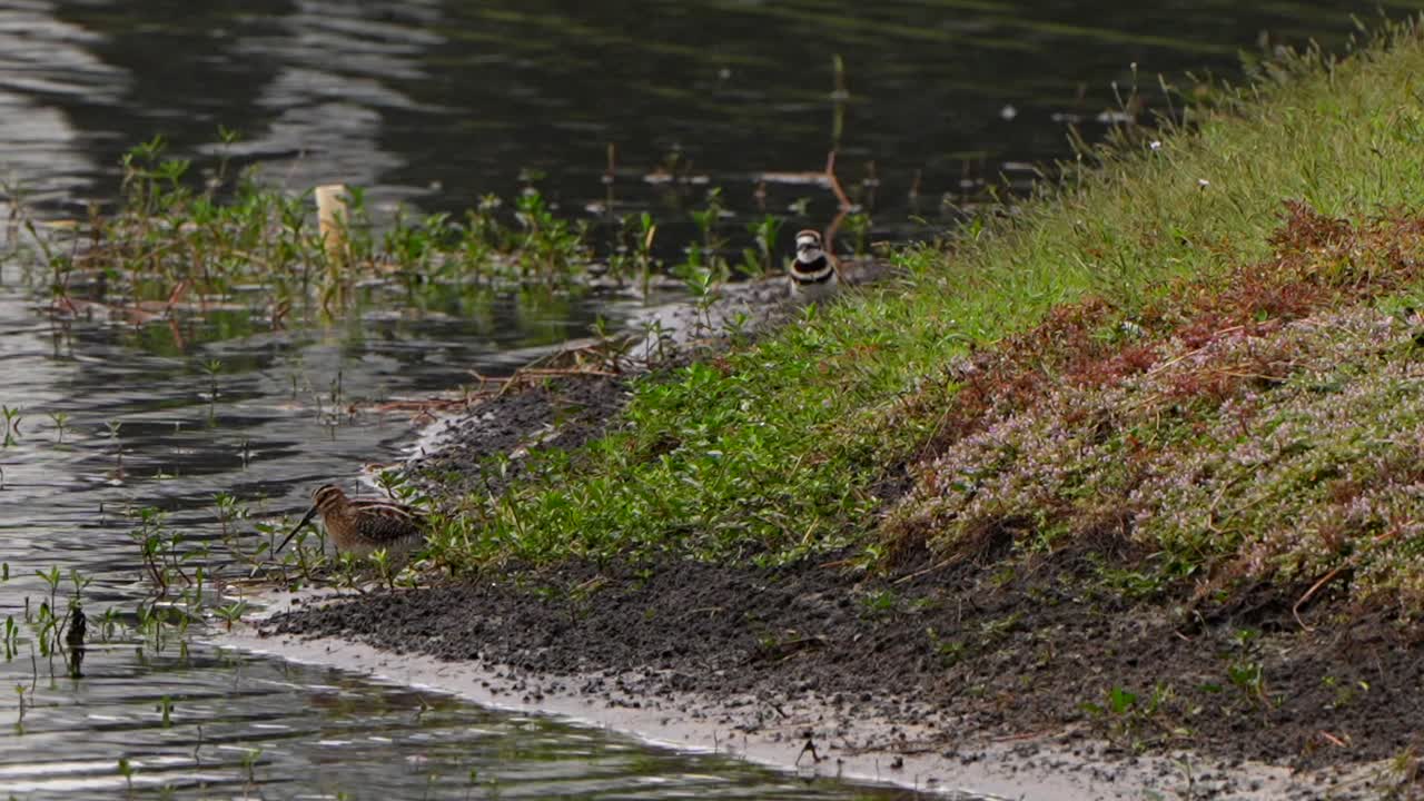 Wilson's snipe foraging with a killdeer in the background