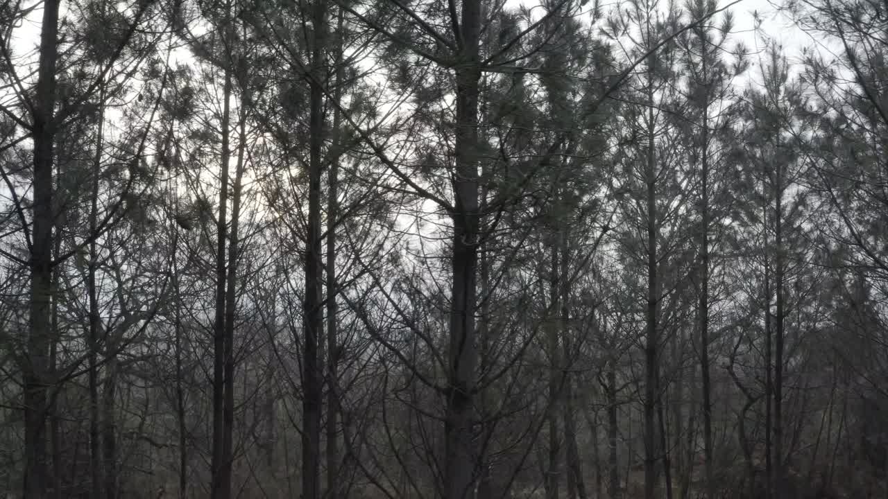 Dense foggy pine forest, bare branches create mysterious atmosphere. Aerial lateral view