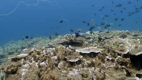 Arrecife-De-Coral-Vibrante