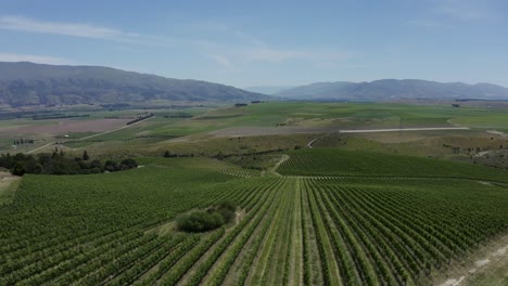 Un-Dron-Malhumorado-Se-Desplaza-A-Lo-Largo-De-Un-Exuberante-Viñedo-De-Pinot-Noir-En-El-Centro-De-Otago