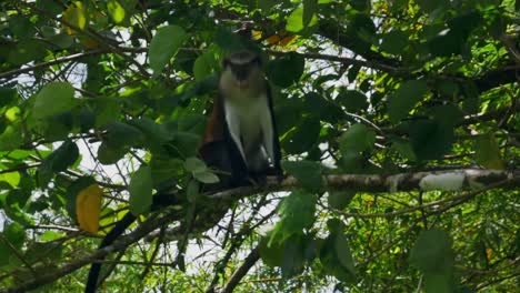 Ein-Mona-Affe-Sitzt-Im-Baum-Und-Sein-Ast-Weht-Im-Wind