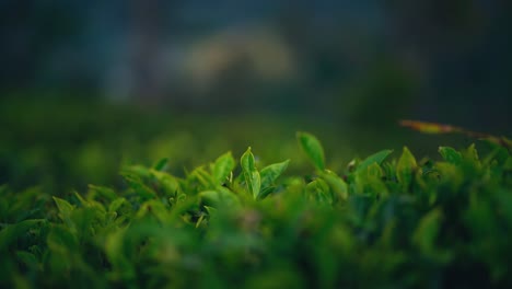 4k-Uhd-Cinemagraph-Von-Grünteeblättern,-Die-Sich-Auf-Einer-Teeplantage-In-Sri-Lanka-Bewegen