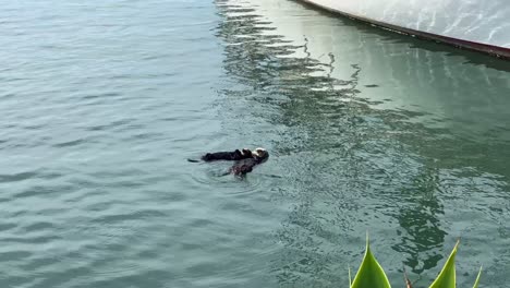 handheld wide shot following a mom and baby sea otter floating in the water in morro bay, california. 4k