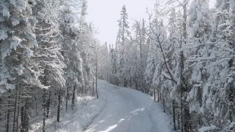 Upward-drone-panning-shot-of-a-snowy-day-with-a-snow-covered-road-surrounded-by-pine-and-spruce-trees-covered-in-snow-located-in-northern-Ontario,-Canada