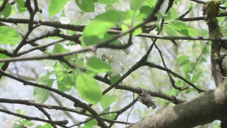 bee gathers nectar in between apple tree branches, slow motion