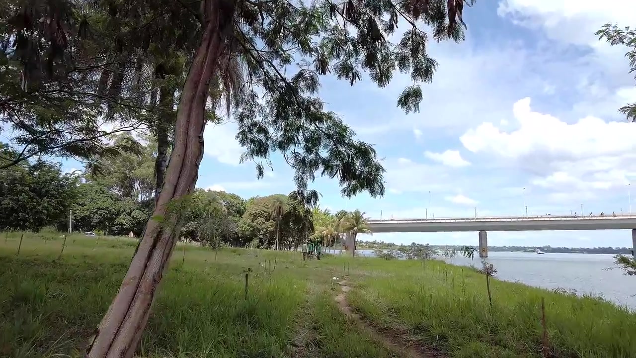 La vegetazione del Cerrado costeggia una riva erbosa accanto al Lago Paranoa a Brasilia, Distretto Federale, con il Ponte Honestino Guimaraes che attraversa l'acqua più in là, POV a piedi