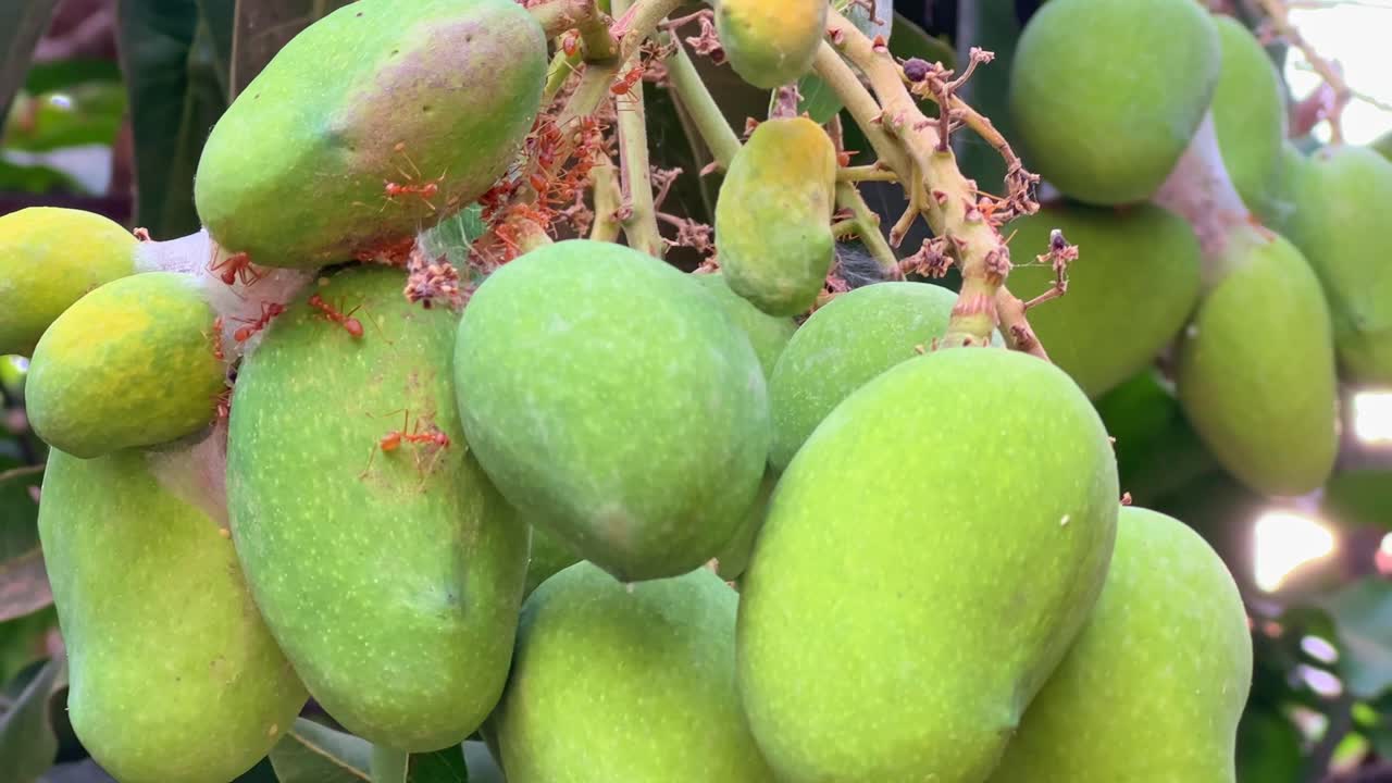 Closeup of Red fire ant eating mangos on it tree