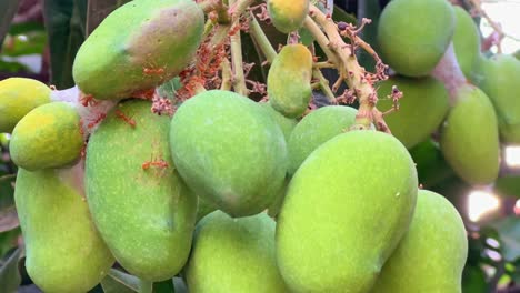 closeup of red fire ant eating mangos on it tree