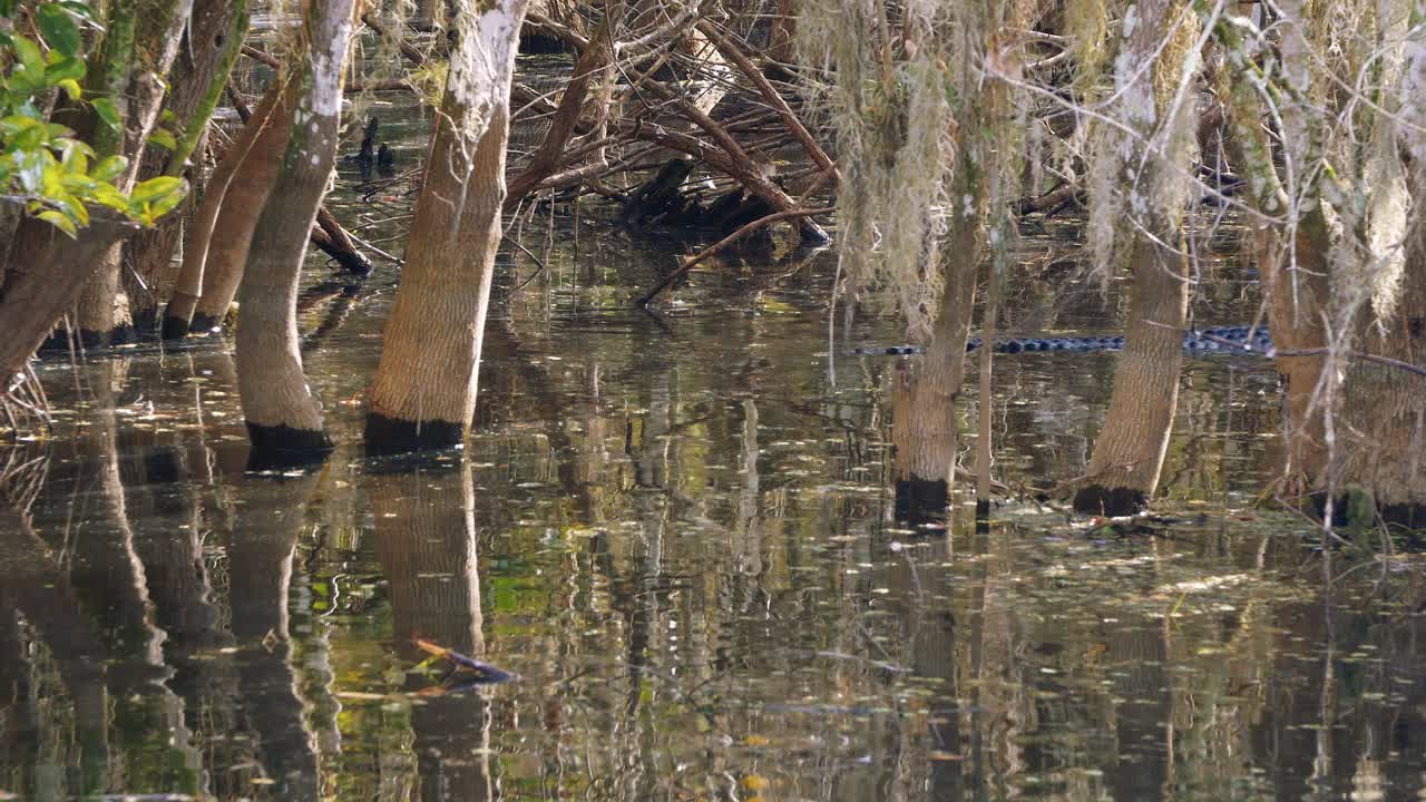 Alligators in the wild swimming in swamp
