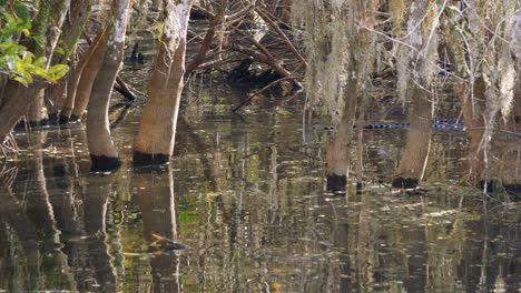 alligators in the wild swimming in swamp