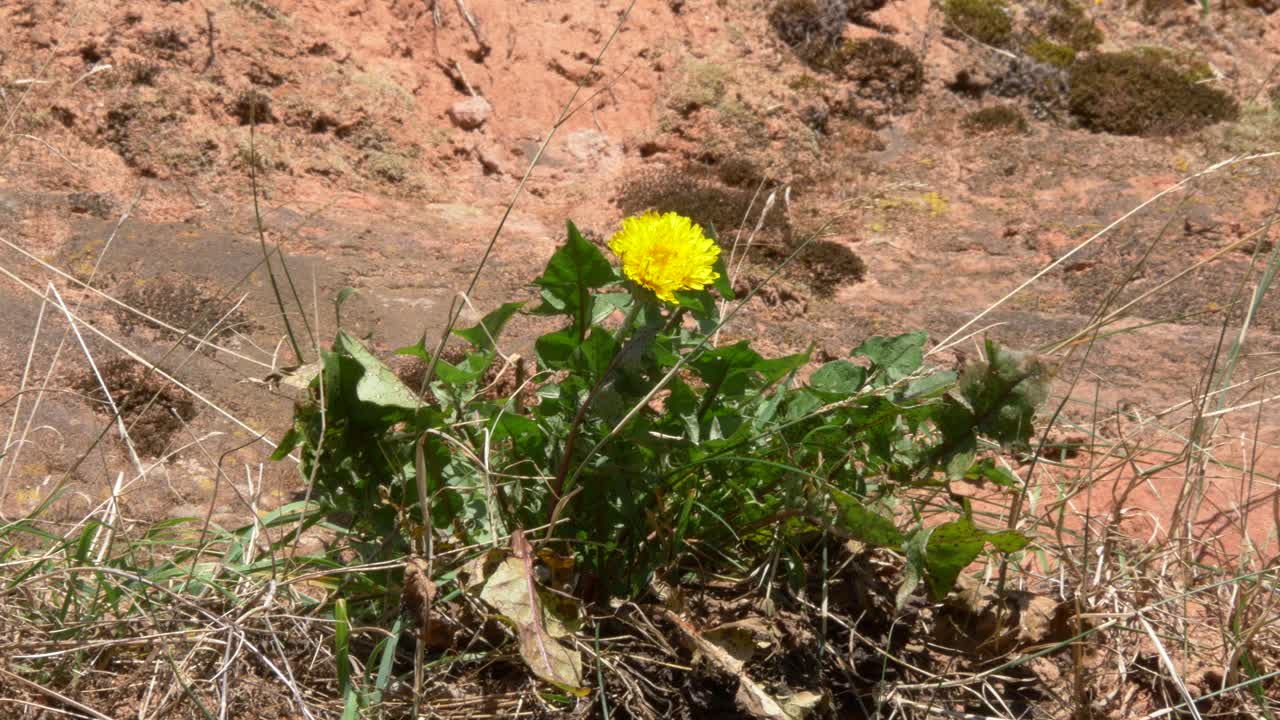 Nærbillede af en gul vildblomst, der vokser mellem tørt græs og stenet jord i naturen Burg Gräfenstein
