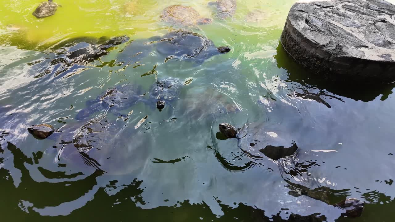 Close-up static capture of reptiles aggressively surfacing, revealing the murky water and discarded tire in their captive habitat