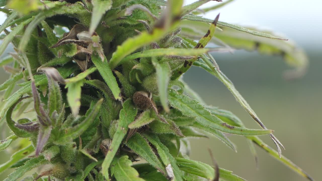 plantas de marihuana estupefaciente en el campo agrícola al aire libre