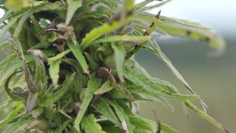 narcotic marijuana plants in agricultural field outdoors