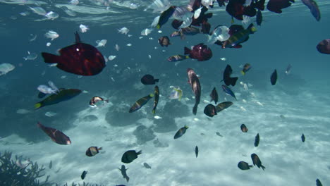 colorful fish in a coral reef