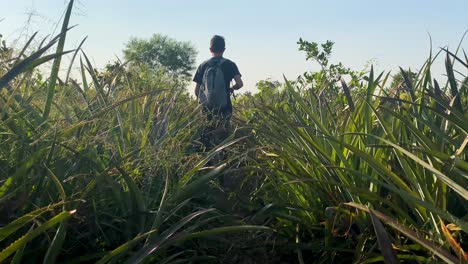 Slow-motion-view-of-backpacker-man-wondering-through-Pineapple-garden-field