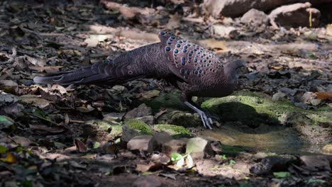 camera zooms out while this male grey peacock-pheasant polyplectron bicalcaratum is drinking water deep in the forest, male, thailand