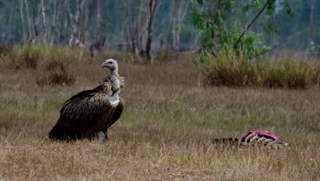 The-Himalayan-Griffon-Vulture-is-Near-Threatened-due-to-toxic-food-source-and-habitat-loss