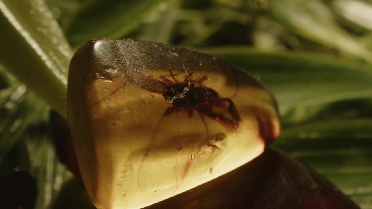 beautiful zoom in to a prehistoric bug caught in a clear piece of Burmite amber surrounded by green leaves