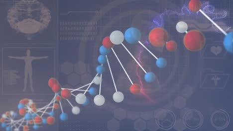 Animation-of-dna-helix-over-human-body,-brain-over-computer-icons-and-human-skeleton-in-circles