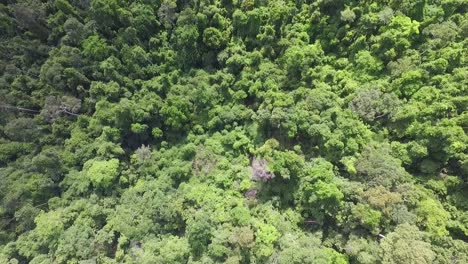 Exuberante-Palmera-Follaje-Selva-Tropical-Koh-Chang-Tailandia-Birdseye-Vista-Aérea