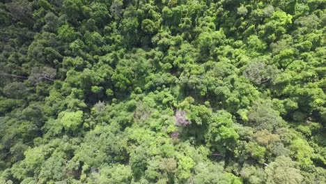 exuberante palmera follaje selva tropical koh chang tailandia birdseye vista aérea