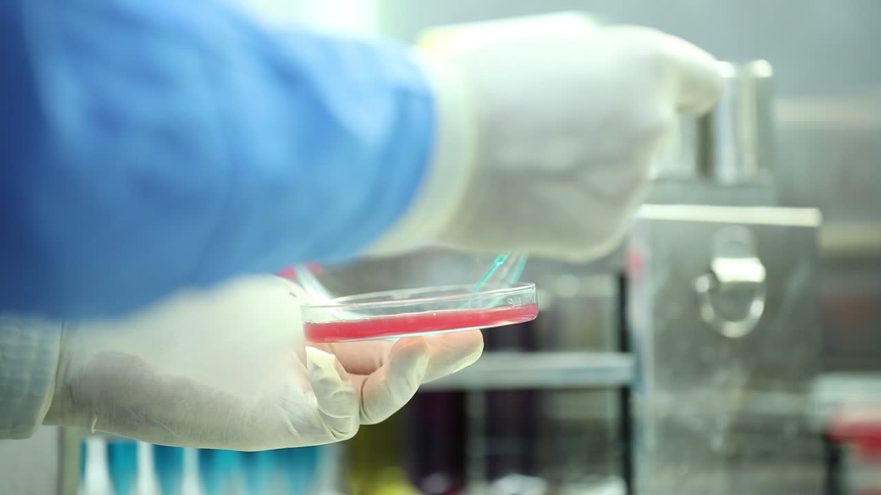 Scientist working in a laboratory with petri dishes